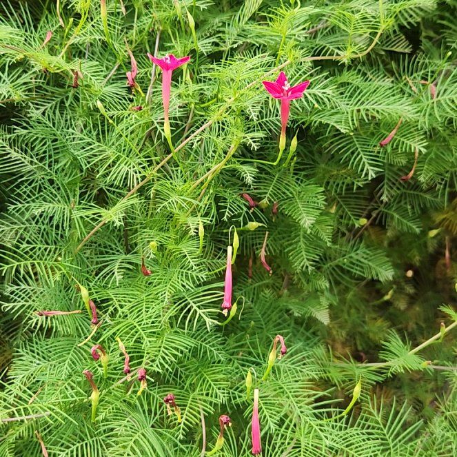 Photo of the plant species Cypress Vine by @Flamingoflower named LiloStitch on Greg, the plant care app