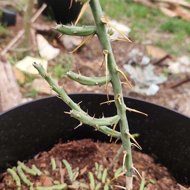 Photo of the plant species Desert Christmas Cactus by @Flamingoflower named Dax on Greg, the plant care app