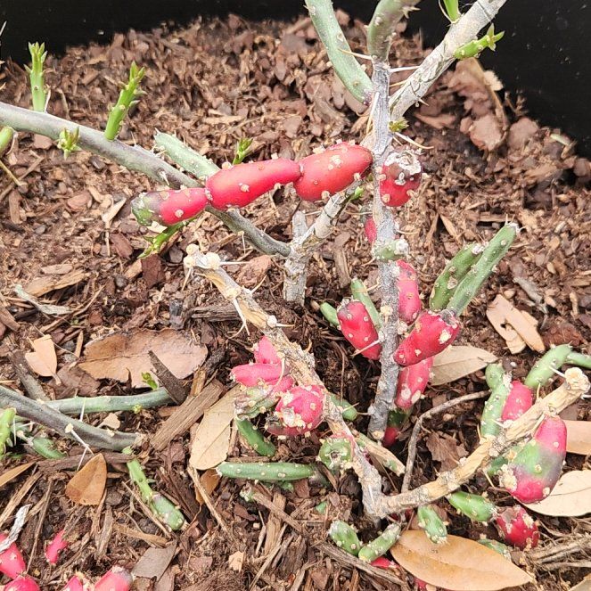 Photo of the plant species Desert Christmas Cactus by @Flamingoflower named Beckham on Greg, the plant care app