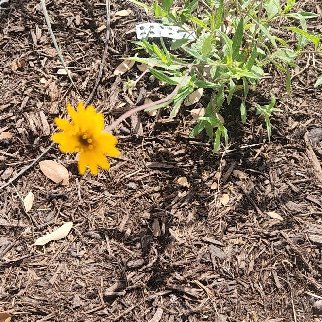 Photo of the plant species Lanceleaf Tickseed by @Flamingoflower named Gates on Greg, the plant care app