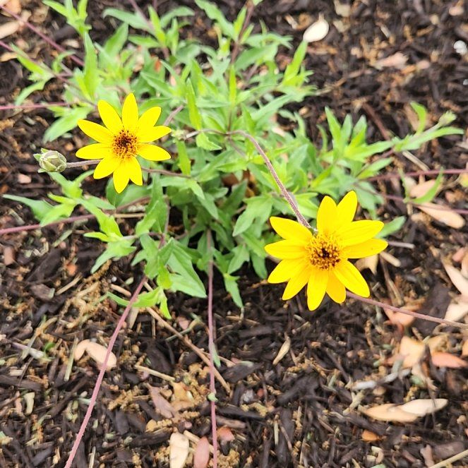 Photo of the plant species Slender Sunflower by @Flamingoflower named Gregarious on Greg, the plant care app
