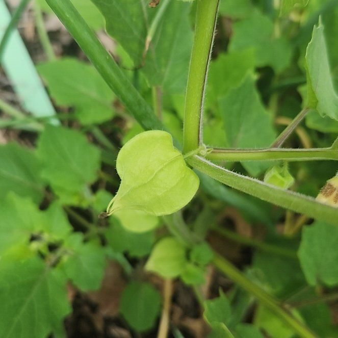 Photo of the plant species Cutleaf Groundcherry by @Flamingoflower named Keanu Leaves on Greg, the plant care app