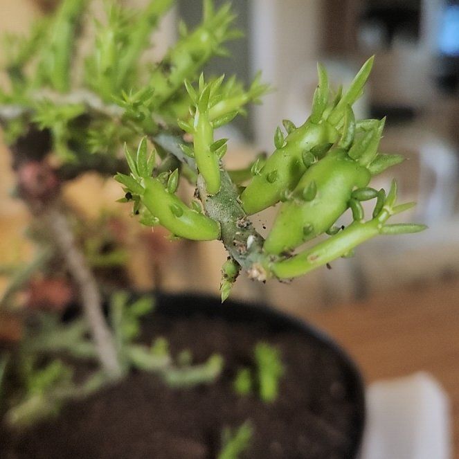 Photo of the plant species Desert Christmas Cactus by @Flamingoflower named Kobe on Greg, the plant care app