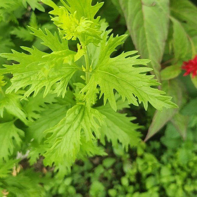 Photo of the plant species Filipendula Vulgaris by @Flamingoflower named Aristotle on Greg, the plant care app