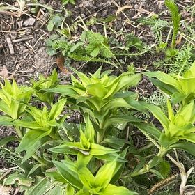 Photo of the plant species Flame Lily by @SmileyChards40 named Marley on Greg, the plant care app