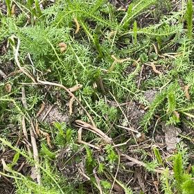 Photo of the plant species Boreal Yarrow by @SmileyChards40 named Morgan Treeman on Greg, the plant care app