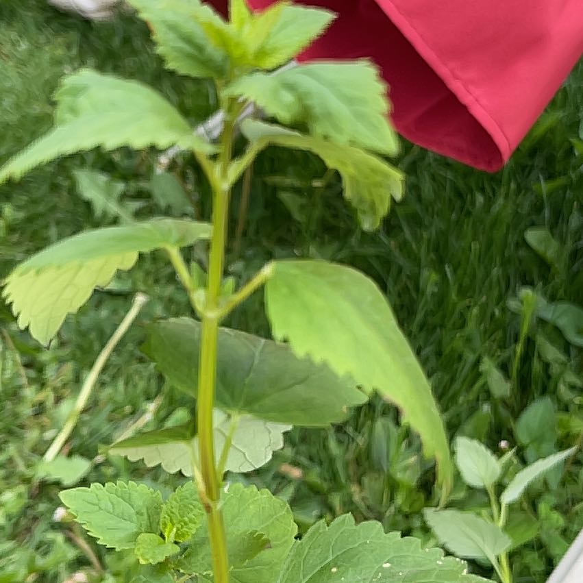 Photo of the plant species Common Poppy by @SmileyChards40 named Pax on Greg, the plant care app