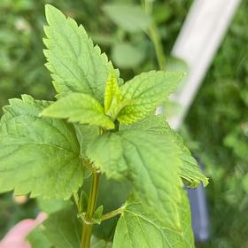 Photo of the plant species Agastache Foeniculum by @SmileyChards40 named Aria on Greg, the plant care app