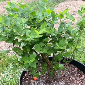 Photo of the plant species Emerald Blueberry Bush by @SwellSeadragon named ChloroPhil on Greg, the plant care app
