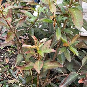 Photo of the plant species Coppertop by @SwellSeadragon named Plato on Greg, the plant care app
