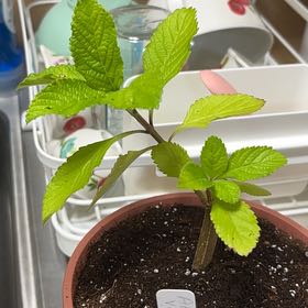 Photo of the plant species Abutilon Pictum by @ManlyCowslip20 named Odessa on Greg, the plant care app