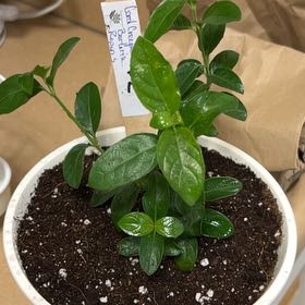 Photo of the plant species Small Bush Violet by @ManlyCowslip20 named Juni on Greg, the plant care app