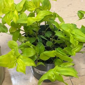 Photo of the plant species Tradescantia 'Aurea' by @ManlyCowslip20 named Sir Plancelot on Greg, the plant care app