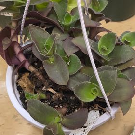 Photo of the plant species Tradescantia Purple Fuzzy by @ManlyCowslip20 named Hemingway on Greg, the plant care app