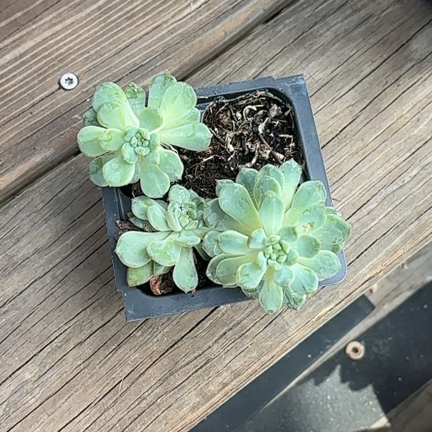 Photo of the plant species Echeveria Ruby Kissed by @WonderfulMango1 named Surya on Greg, the plant care app