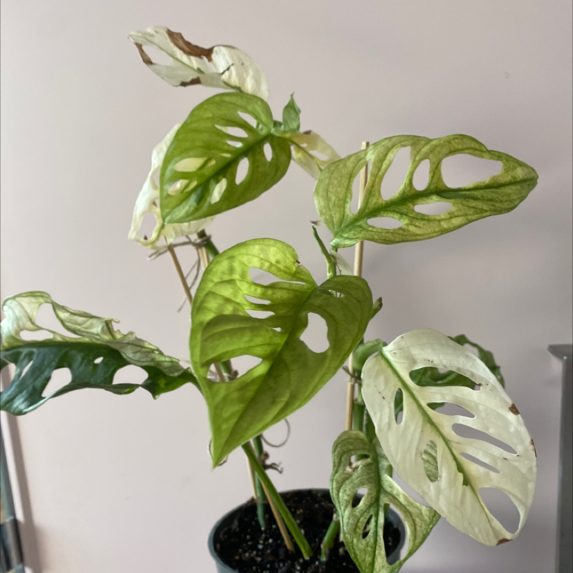 Photo of the plant species Variegated Monstera Obliqua by @ProMexico77 named Kesha on Greg, the plant care app