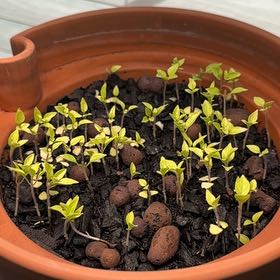 Photo of the plant species Siam Basil by @OriginalCapemay named Fernie Sanders on Greg, the plant care app