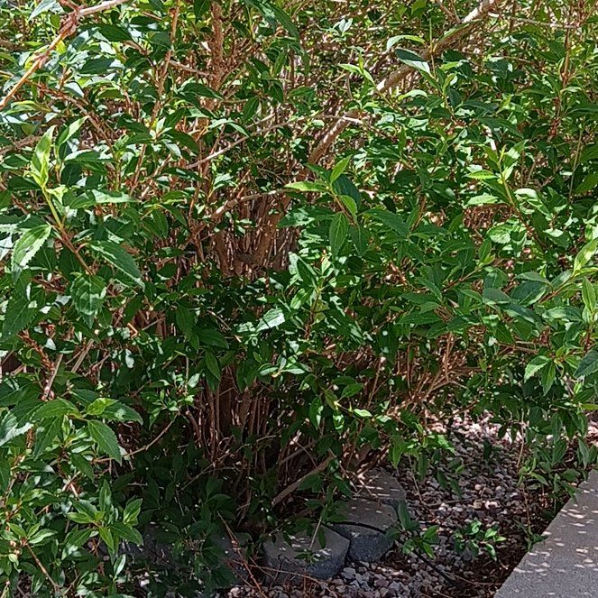 Photo of the plant species Inkberry by @ChicLichen52 named Miley on Greg, the plant care app