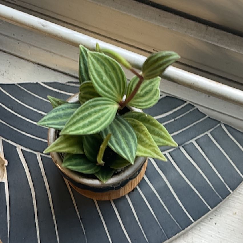 Photo of the plant species parallel peperomia by @PeppyRosebush named Eva on Greg, the plant care app