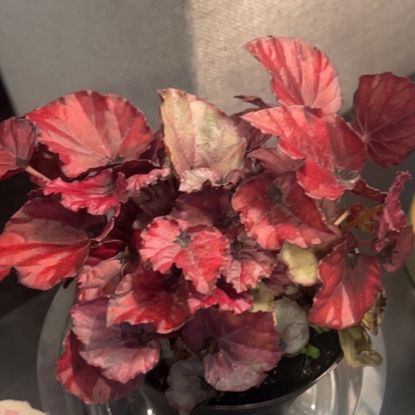 Photo of the plant species Begonia Beleaf® 'Inca Flame' by @CivilAposeris27 named Khaleesi on Greg, the plant care app