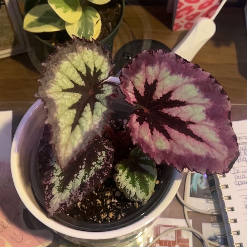 Photo of the plant species Harmony's Fire Woman Begonia by @CivilAposeris27 named Treeyoncé on Greg, the plant care app