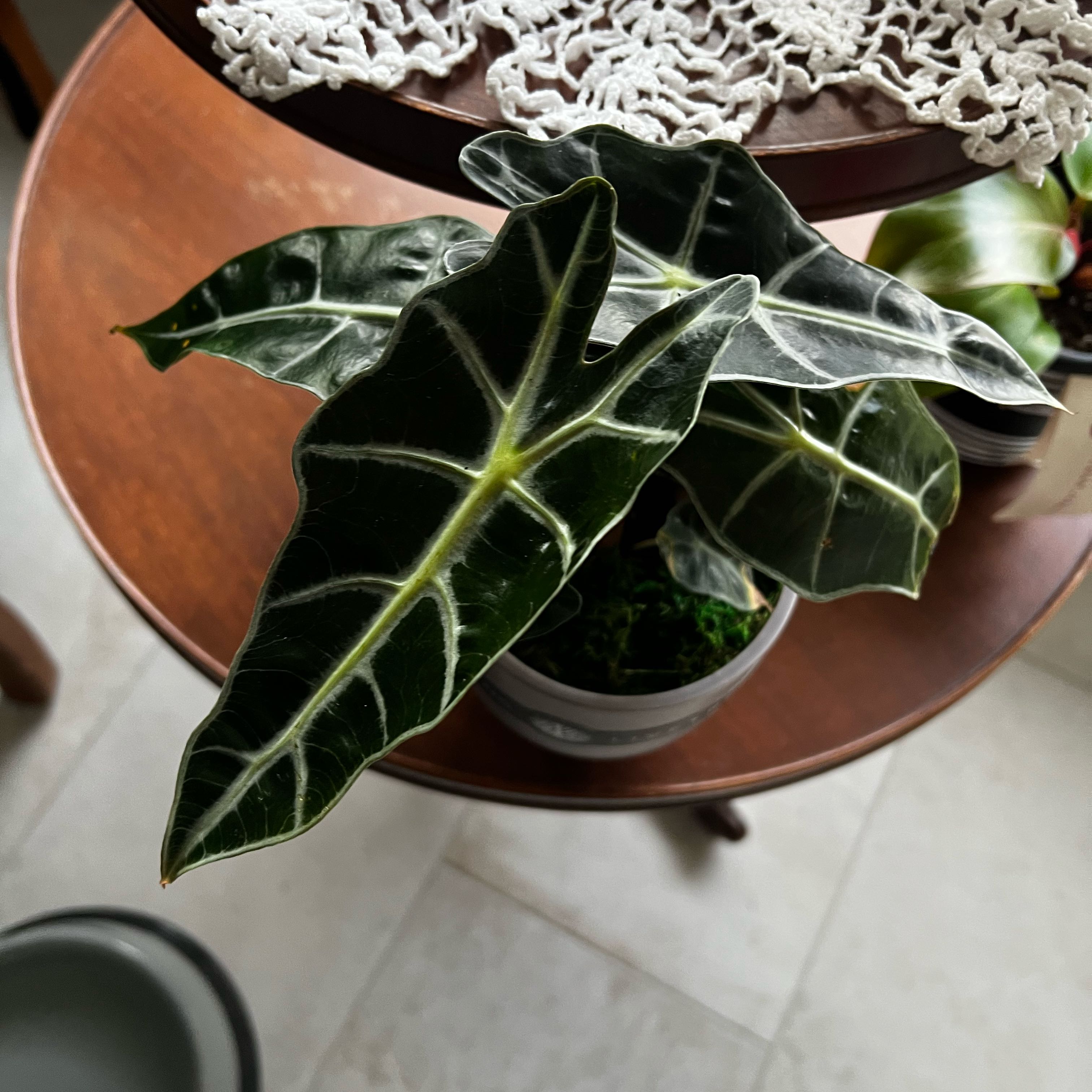 Photo of the plant species Amazonian Elephant's Ear by @CivilAposeris27 named Xena on Greg, the plant care app