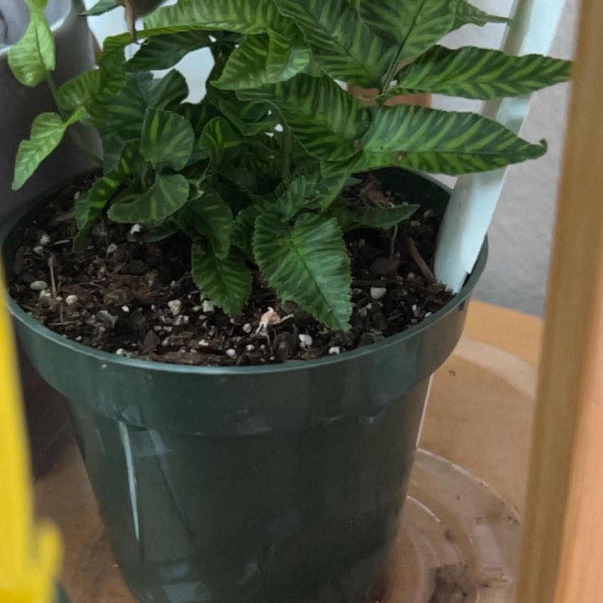 Photo of the plant species Bamboo Golden Zebra FERN by @CivilAposeris27 named Surya on Greg, the plant care app