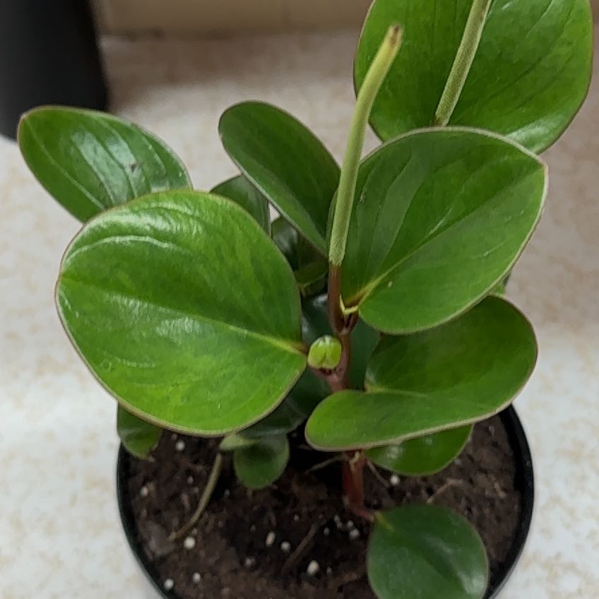 Photo of the plant species baby rubber plant by @KindThaibasil49 named Tupot amaroot on Greg, the plant care app