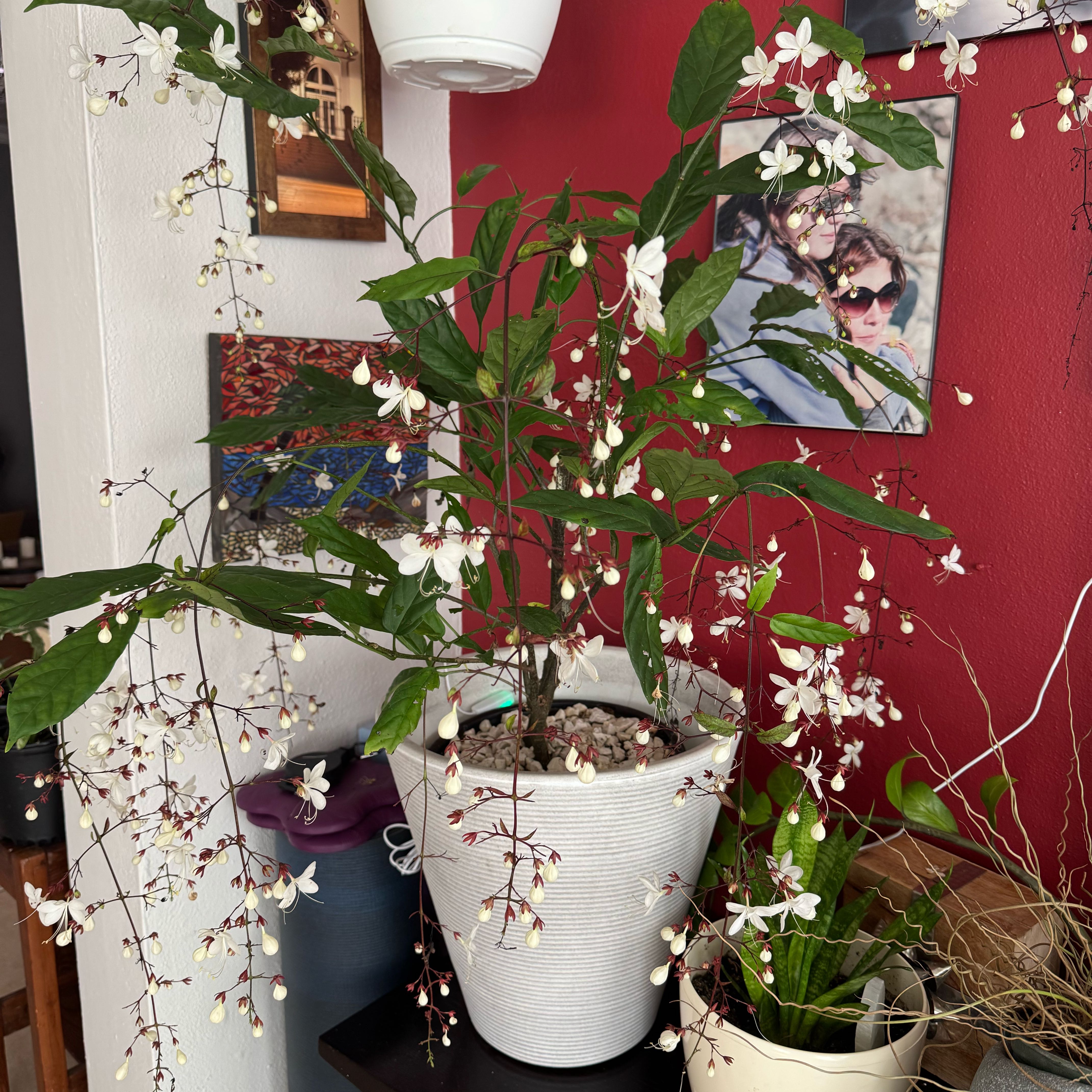 Photo of the plant species Light Bulb Plant by @LeadingMira39 named Sahara on Greg, the plant care app