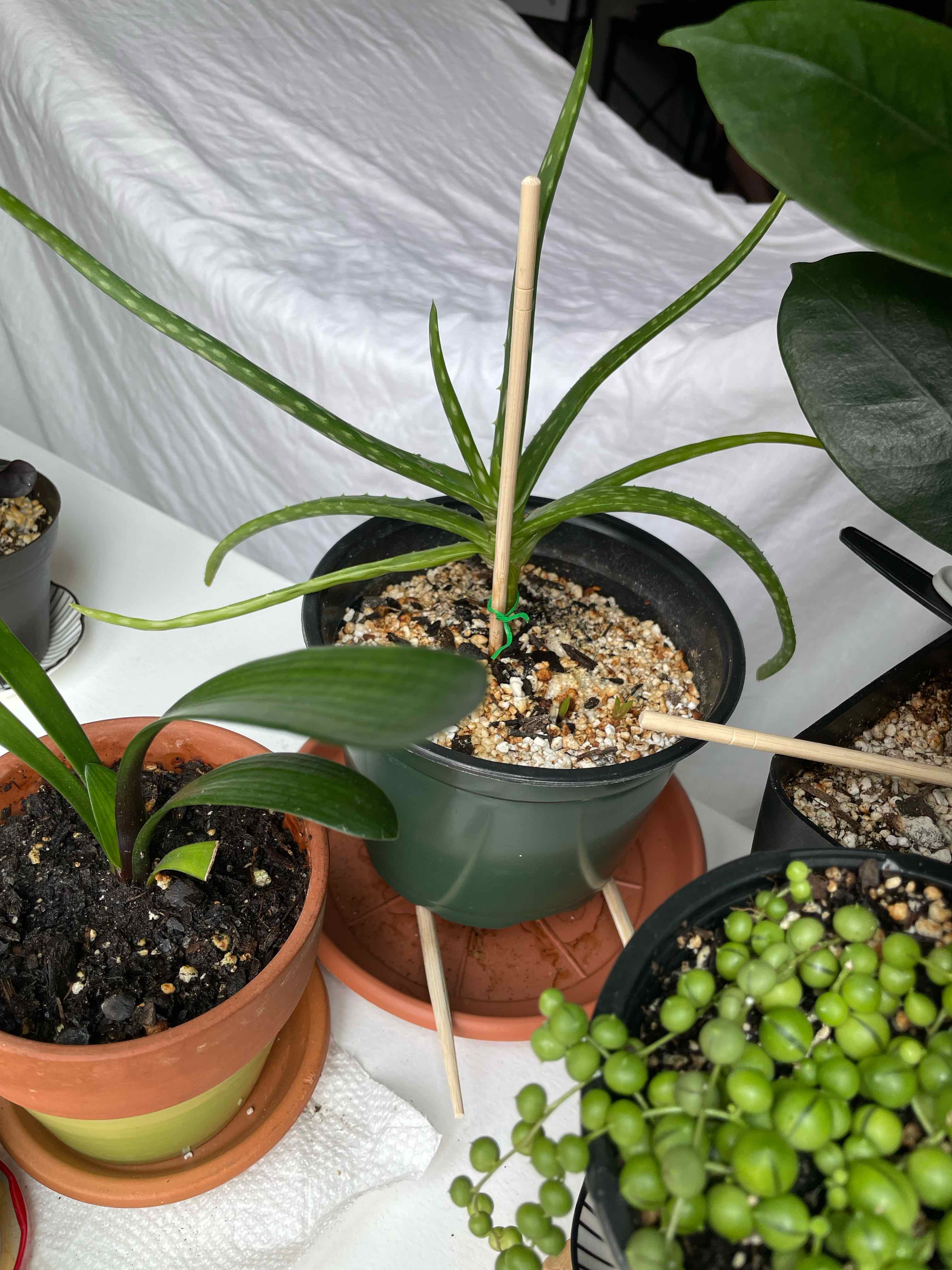 Photo of the plant species Aloe massawana subsp. massawana by @TangibleKiekie named Patience on Greg, the plant care app