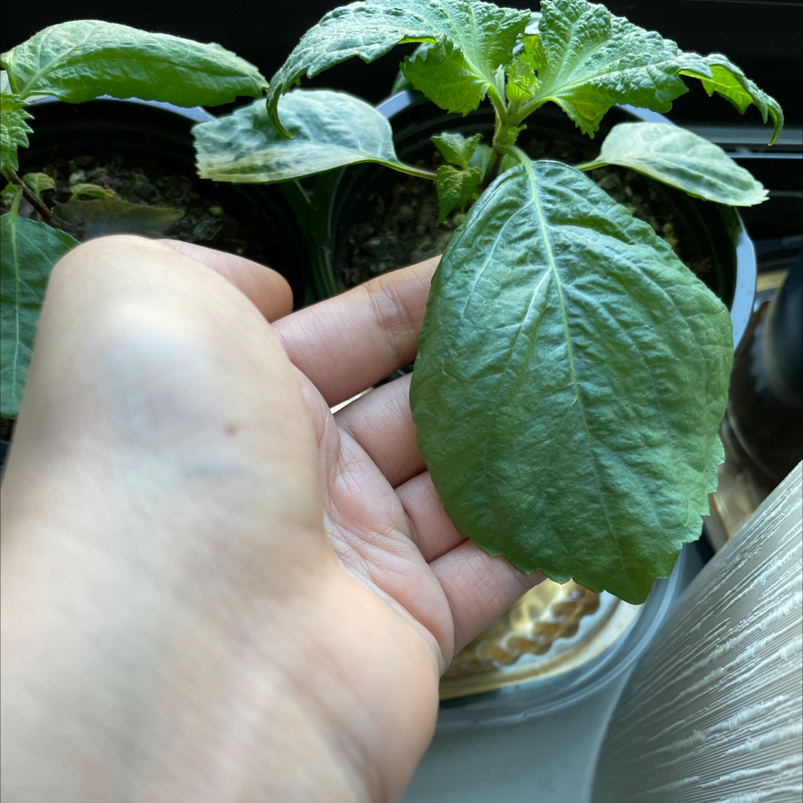 Photo of the plant species Shiso by @TangibleKiekie named Foodu on Greg, the plant care app