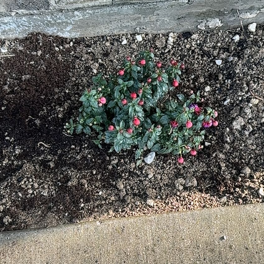 Photo of the plant species Fuchsia microphylla by @HappyIllecebrum named Anne on Greg, the plant care app