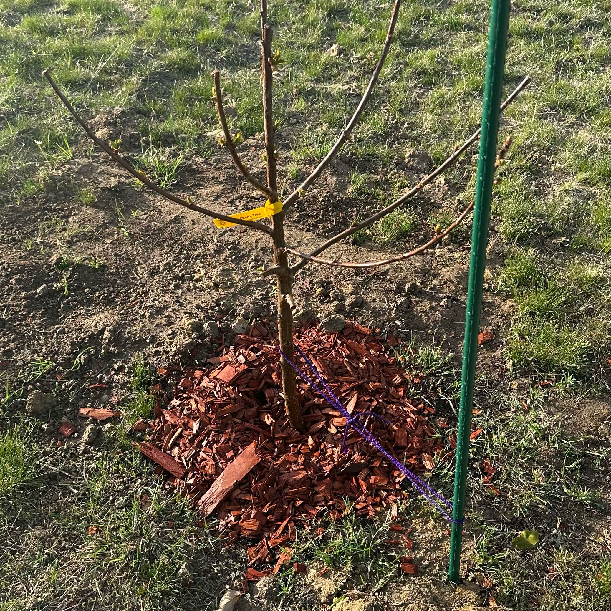 Photo of the plant species Dwarf Cherry Tree by @HappyIllecebrum named Coco on Greg, the plant care app