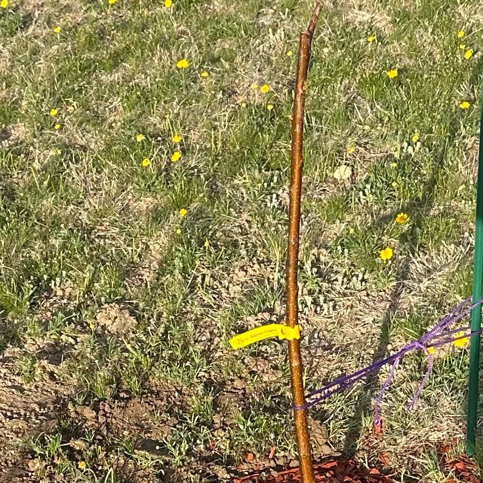 Photo of the plant species Dwarf Cherry Tree by @HappyIllecebrum named Elle on Greg, the plant care app