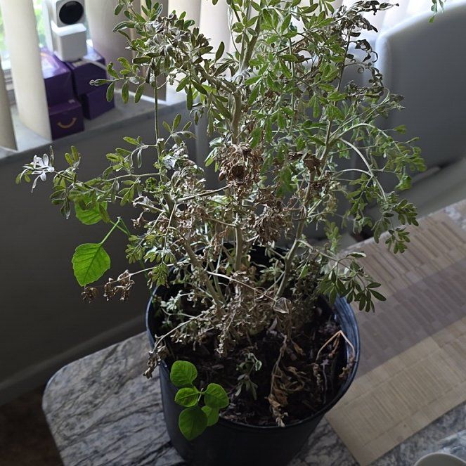 Photo of the plant species Common Rue by @LightCigarplant named Zion on Greg, the plant care app