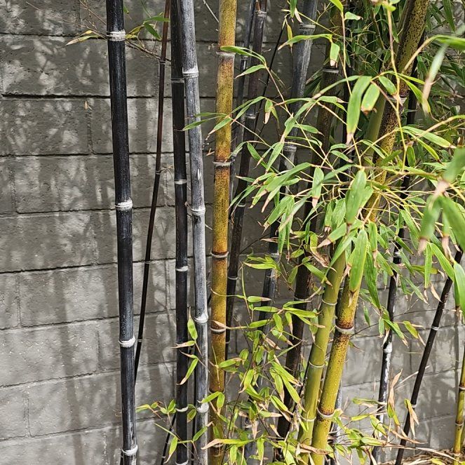 Photo of the plant species Black Bamboo 'Othello' by @BabySkimmia75 named Harmony on Greg, the plant care app