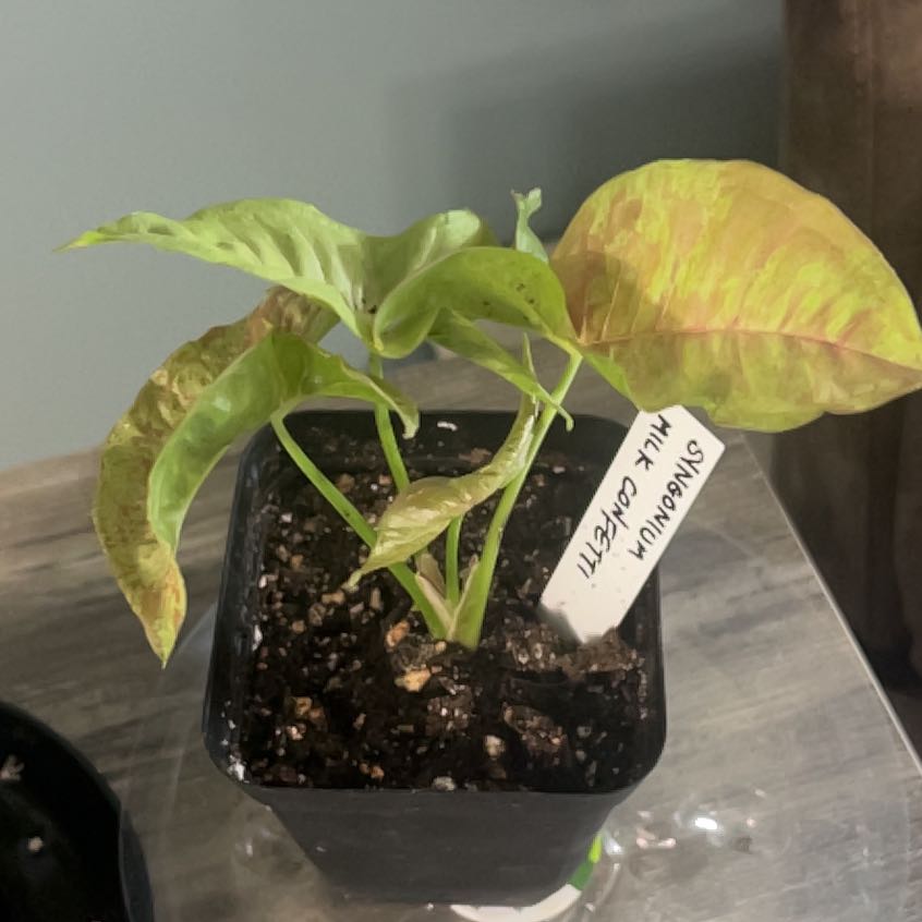 Photo of the plant species Milk Confetti Syngonium by @AdeptEnglishivy named Sproutacus on Greg, the plant care app