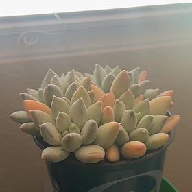 Photo of the plant species Pachyphytum 'Moonsilver' by @ReallySkimmia21 named Orwell on Greg, the plant care app