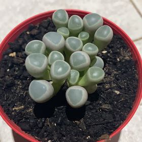 Photo of the plant species Baby Toes by @AceSoybean14 named Sol on Greg, the plant care app