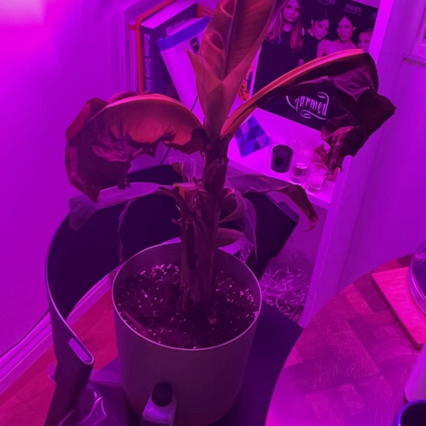 Photo of the plant species Little Prince Banana by @LuckyFigopuntia named Gregarious on Greg, the plant care app