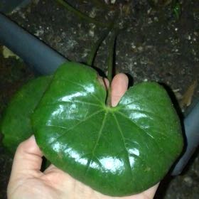 Photo of the plant species Tractor Seat Plant by @ZarfSquash23 named Stella on Greg, the plant care app