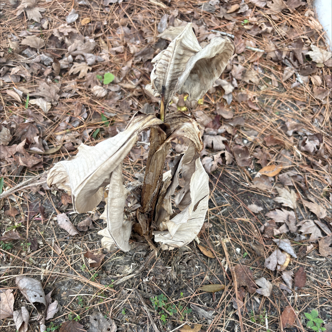 Photo of the plant species Banana Tree by @ParamountCatnip named Hamilton on Greg, the plant care app