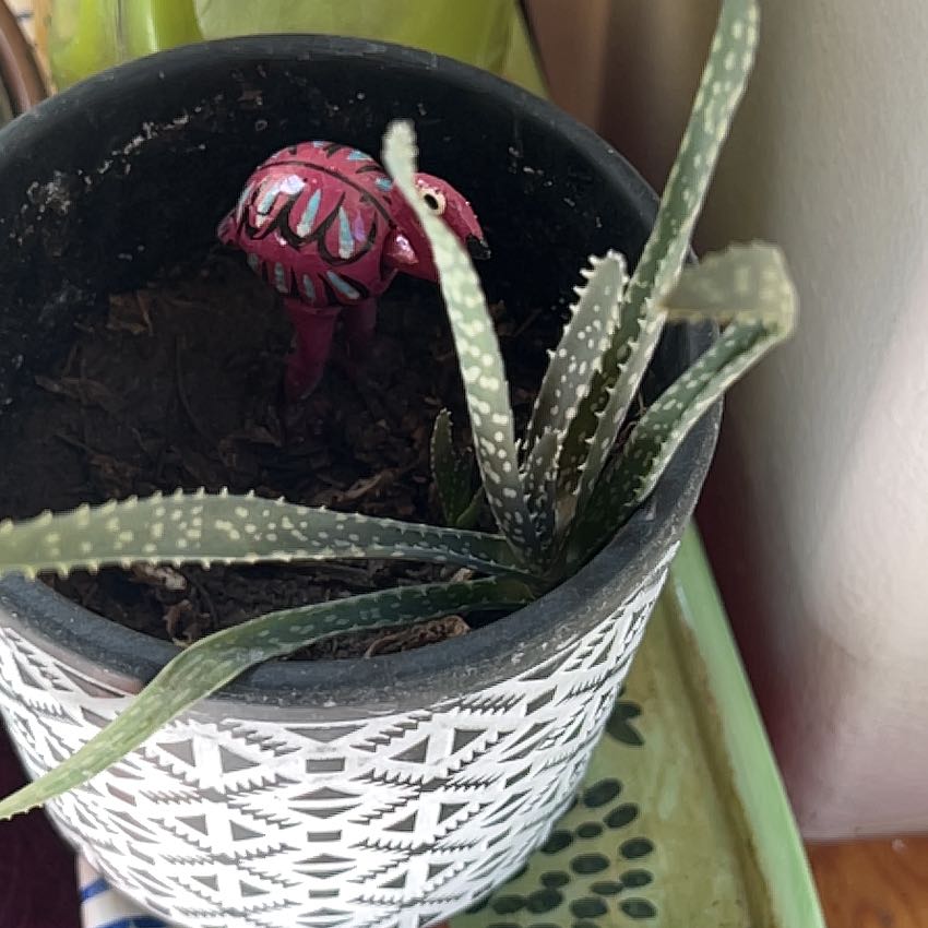 Photo of the plant species Aloe vera by @Montanamamaz named Lacey's Gift on Greg, the plant care app