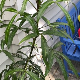 Photo of the plant species Large Kangaroo Apple by @ChiefTurkeytail named Homer on Greg, the plant care app