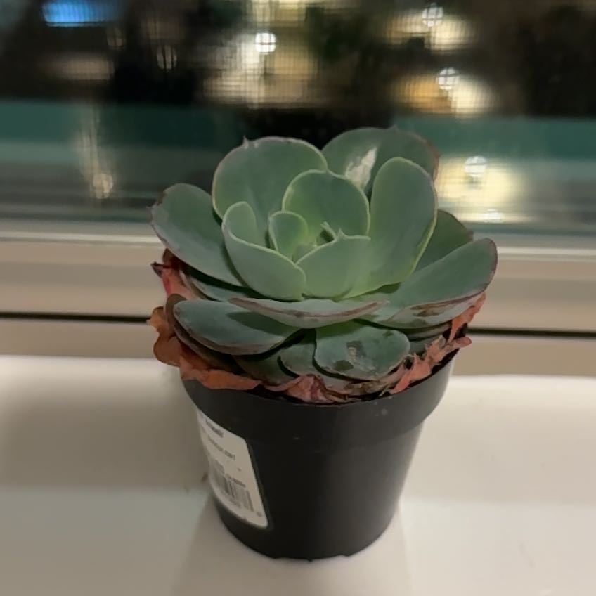 Photo of the plant species Echeveria 'Aracelli' by @LadylikeLilac named Rain on Greg, the plant care app