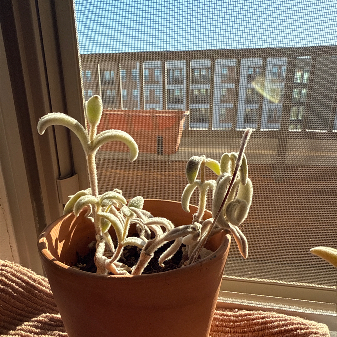 Photo of the plant species Snow White Panda Plant by @LadylikeLilac named FuzzPot on Greg, the plant care app