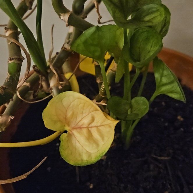 Photo of the plant species Arrowhead Plant by @TunefulChichipe named Cleopatra on Greg, the plant care app