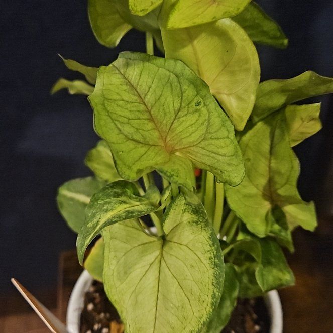 Photo of the plant species Syngonium 'Pink Allusion' by @TunefulChichipe named Dolores on Greg, the plant care app