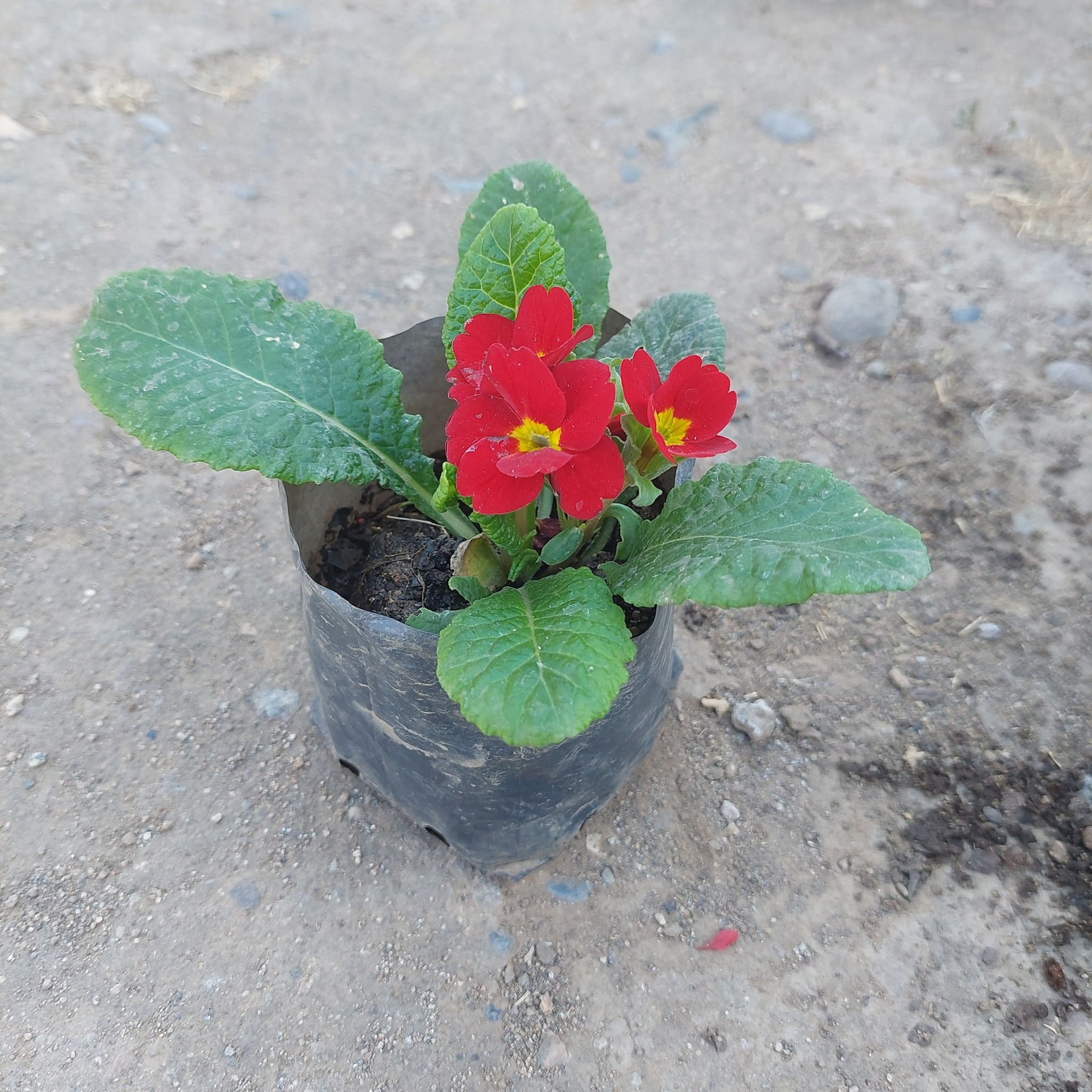 Photo of the plant species Primula Vulgaris by @UltraTreeoflove named Aristotle on Greg, the plant care app
