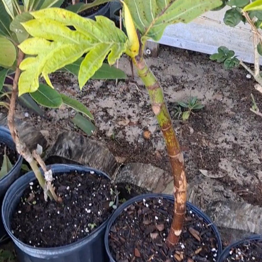 Photo of the plant species Breadfruit by @SageKiekie47 named Fernie Mercury on Greg, the plant care app